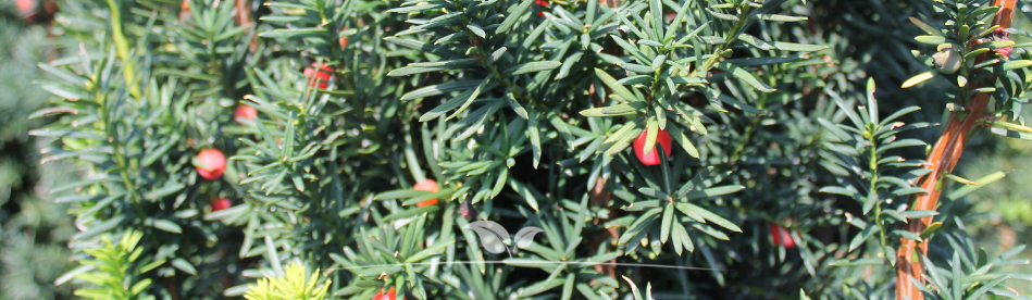 Taxus media Hicksii Blüte | Gardline